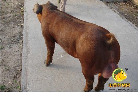 种猪精液不合格问题