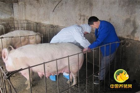 什么是口蹄疫，口蹄疫到底免疫几次才好？