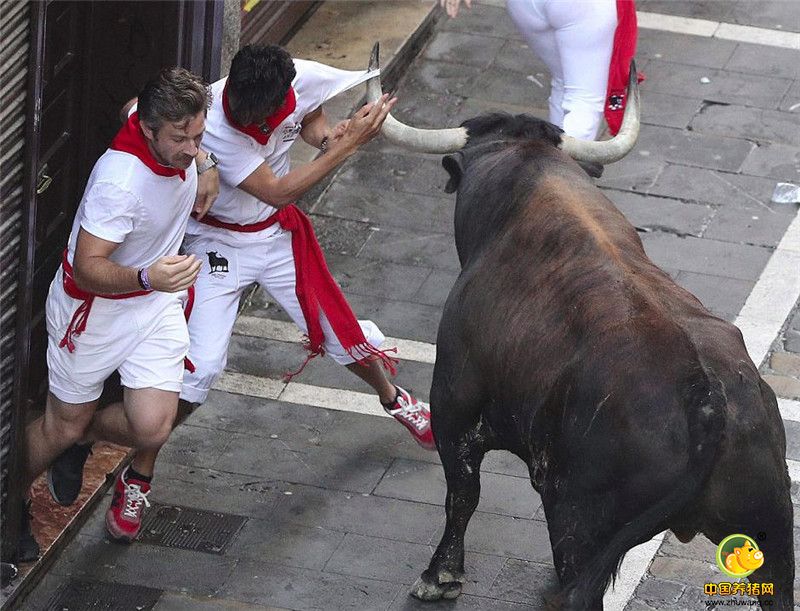 在之前的比赛中，一名参赛者冒着巨大危险引开了一头要顶向一名女士的公牛。而另一名参赛者则不幸的不断被公牛抛起来，直到后者的注意力被其他参赛者引开为止。