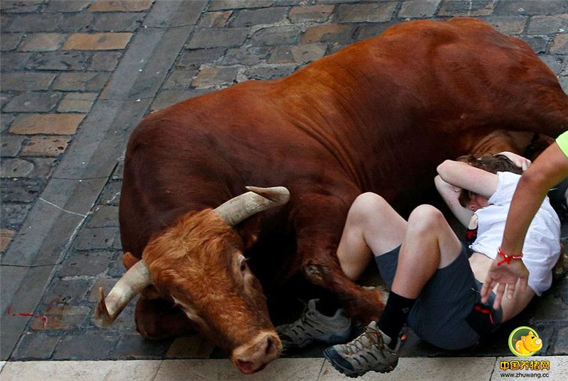 一头公牛摔倒了，被它绊下的参赛者绝望的护住要害。