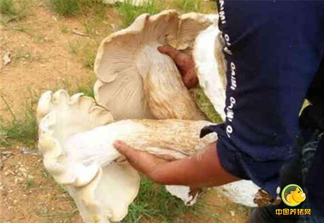 7月5日，施甸县旧城乡芒别村芒山小组村民张自波在芒伞小学老校址的操场旁意外发现了三朵“巨无霸”野生菌，最大的一朵菌根有大腿那么粗。     据张自波介绍，近期他们那里一直在下雨，给野生菌生长提供了充足条件，不少当地村民纷纷上山找菌子。当天吃过早饭，他也邀约了小伙伴到山上找菌子。而在回家途中，他们无意间来到已经搬迁的芒伞小学老校址内休息，走进学校就发现操场旁有几个白色的“大伞”。走近一看，然吓了一跳，原来是三朵“巨型”野生菌，高兴之余他们以为是鸡枞就将这三朵野生菌带回家。