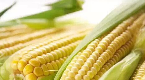 关注东北轮换出库情况及新季玉米生长墒情