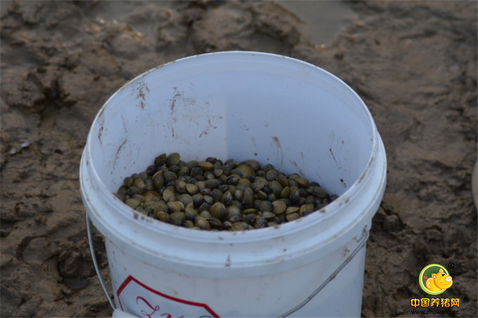 图为村民拾获的蛤蜊。