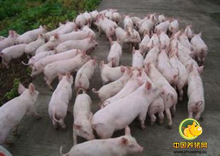 一个大型种电子游艺网站
遭遇洪灾的警示