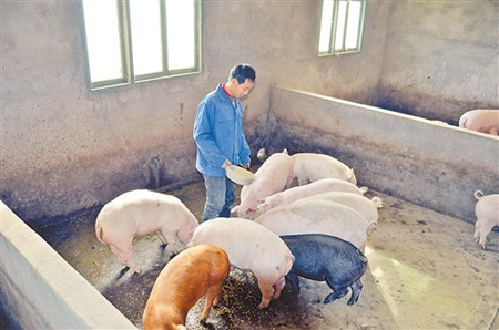 降低电子游艺网站
臭气的方法，猪饲料改变可降低电子游艺网站
气味
