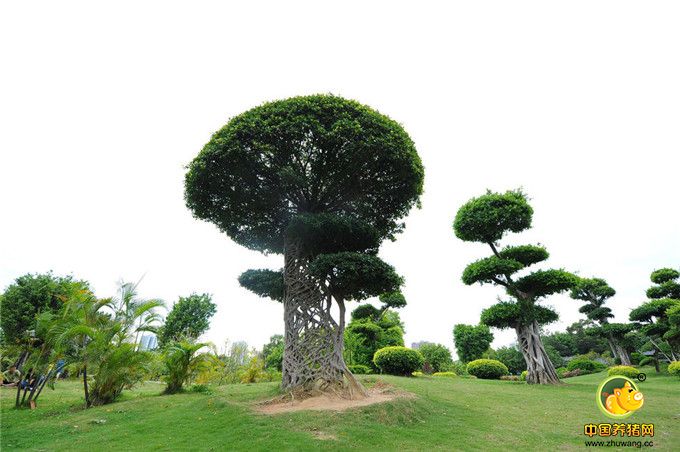 如此奇特的树木是一道奇特的自然景观，很有观赏价值。