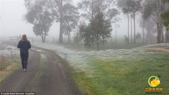 洪水过后 百万蜘蛛“从天而降”