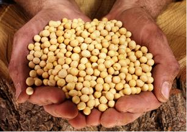 天气因素拉动,豆粕继续走高