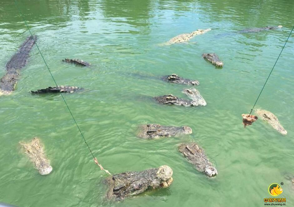 用于钓鳄鱼的特制铁皮船有3层防护，船身长6米、宽2.5米，可容纳15名游客和2名工作人员，保证安全。