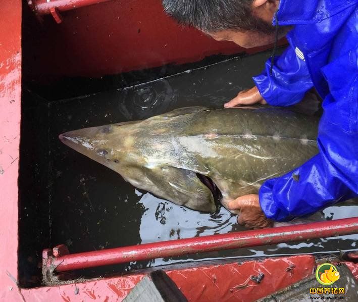 7月16日上午8时许，武汉新洲区双柳渔业队渔民张传洲、张小纲父子在长江阳逻江段下网捕鱼时捕获一尾鲟鱼。