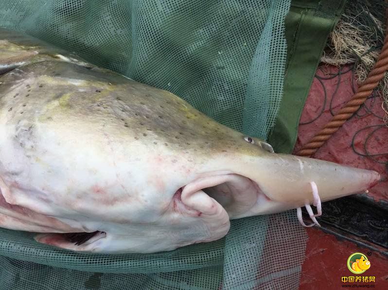 可能是市民在市场上购买后放生长江的。