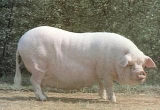 洋种猪和洋电子游艺平台
的不断打开国门