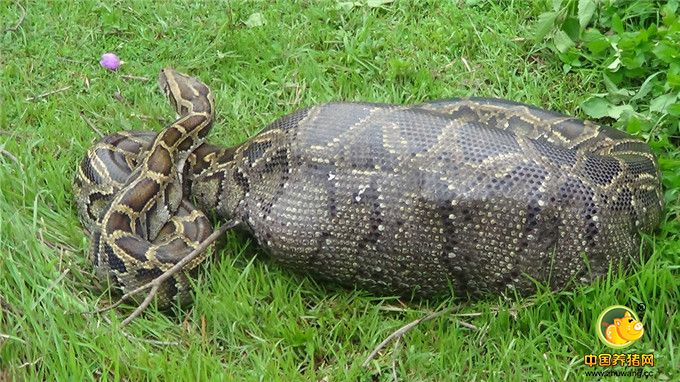 现实版“蛇吞象” 5米巨蟒吞活羊腹部膨胀被困