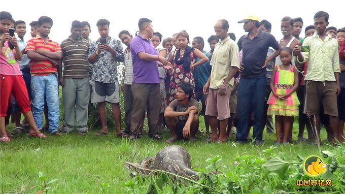 图为村民围观巨蟒吞食山羊现场。