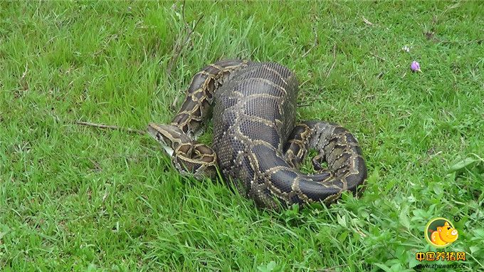 图为吞食山羊后的巨蟒因腹部膨胀被困，无法行动。