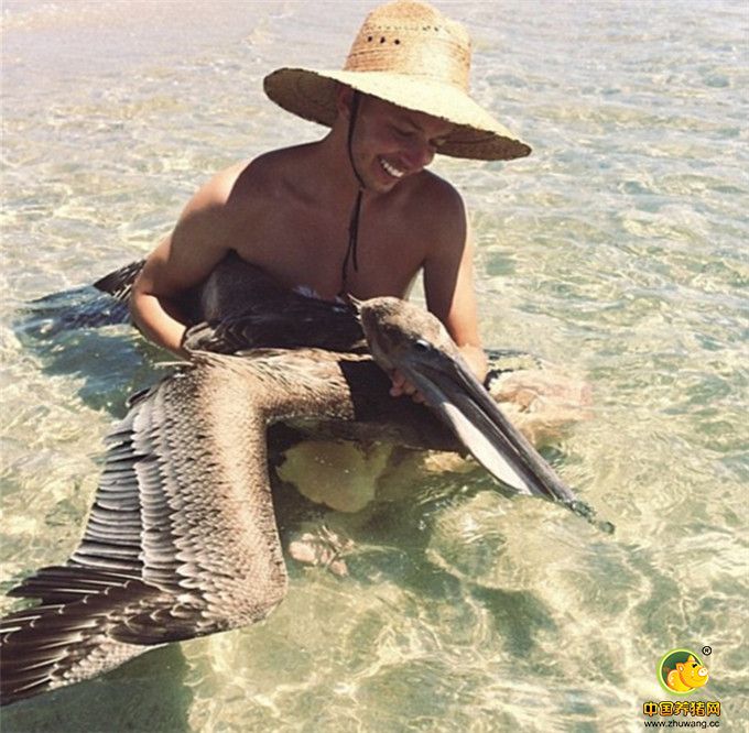 拉尔森用几只鲭鱼做诱饵抓到了一只鹈鹕。事实上，拉尔森所致力的动物保护事业有着常人难以承受的艰苦。他说，他的目标就是“获得尽可能多的信息”，不再让原油开采或公园野餐之类的人类活动伤害到动物。