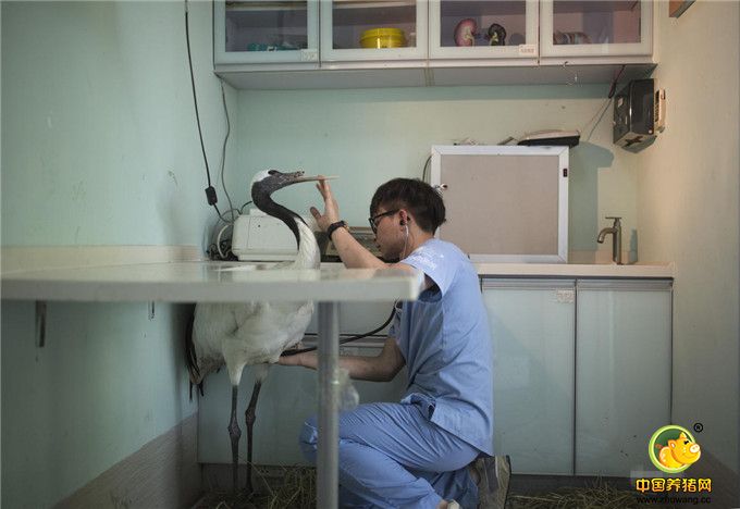 吴子峻在网上找到了广州阳铭科技公司，不过该公司平时以3D塑料打印为主，较少接触3D钛合金打印。因此，公司负责人陈梓煜又邀请了华南理工大学增材制造实验室的宋长辉博士加入。一个为丹顶鹤制作钛合金义喙的三方合作团队就此成立。图为刚毕业的郑震宇协助院长吴子峻工作，每天给丹顶鹤进行例行的身体检查。