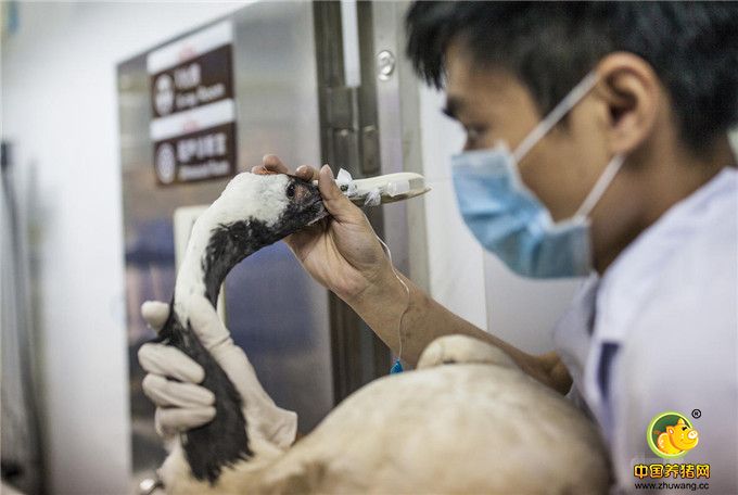 医院护理抱着“立立”进入X光室，确定最后的模具。