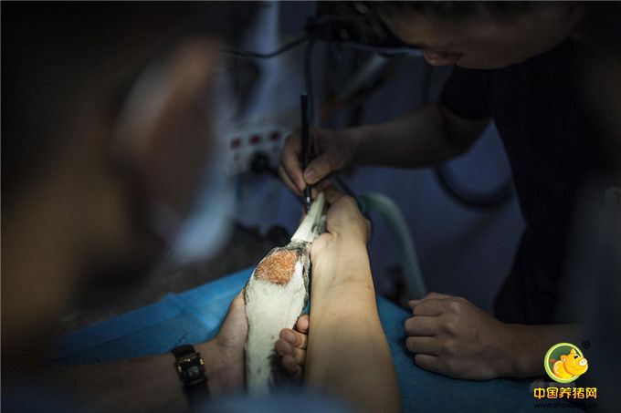 7月10日下午，立德动物医院挂出了“休息”的牌子，全院的医师护士基本都参与了这场国内首例3D打印钛合金动物义肢的手术。院长吴子峻和另一位资深医生谢冠晖共同主刀，郑震宇和其它医师护士分别负责麻醉、清理伤口、监听心率、配备急救药等工作。在“立立”进入昏迷状态后，一切计划按部就班，整个手术在30分钟内就顺利完成。模具与“立立”缺损的上喙十分吻合。