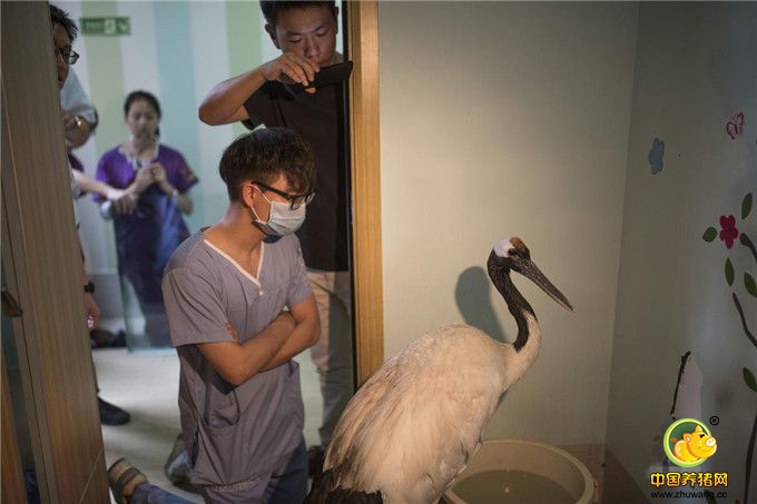 当“立立”慢慢苏醒后，开始察觉到自己有了一副闪耀金属光泽的上喙。