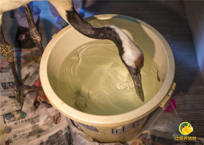 “立立”适应了一会儿后，便开始伸头进水桶追逐游动的小鱼，由于还未熟练，多次尝试只成功捕捉了一条小鱼。