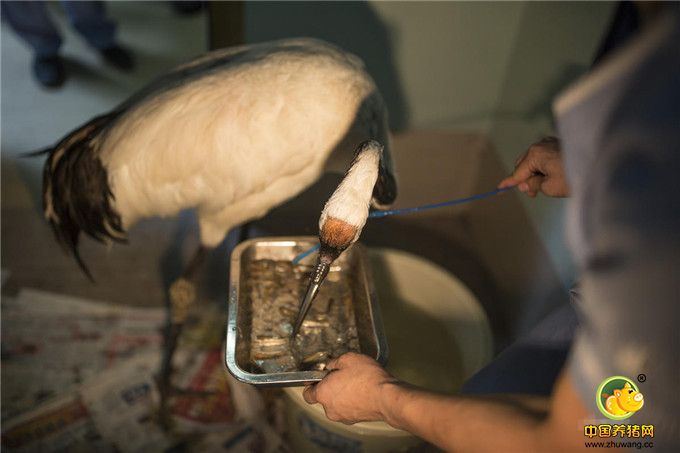 而端上冰鲜的小鱼，“立立”已能自主进食。这时候，所有人都长舒一口气，多日的努力终于等到回报。