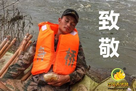 说事段子猪：污水直排电子游艺网站
强制搬迁 突发大火肥猪惨被烤焦
