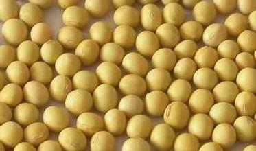 豆粕短线将频繁震荡 继续关注美天气变化