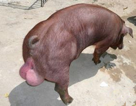 2016年8月1日全国各地区种猪市场最新价格行情