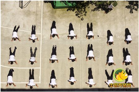 特驱集团——烈日下的俯卧撑