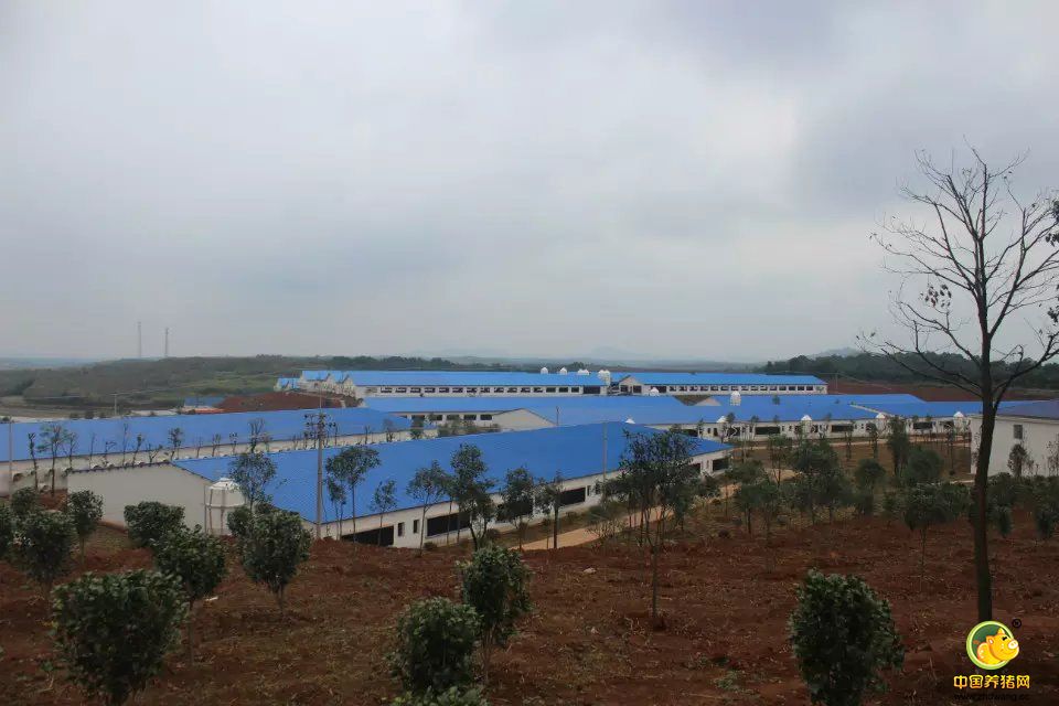 临澧天心种业——生态环保型种电子游艺网站
