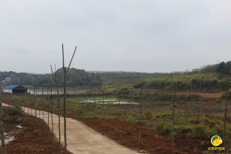 临澧天心种业——生态环保型种电子游艺网站
