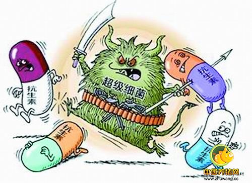 养电子游艺网站
怎样养好猪？——少用抗生素！