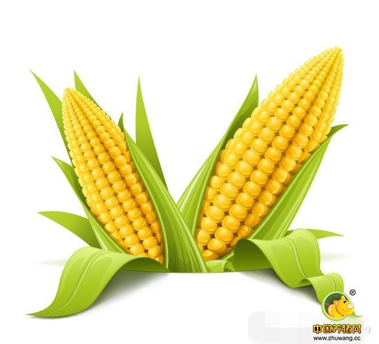 华北玉米反弹能否提振市场信心？
