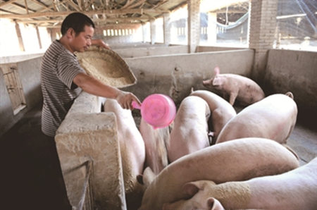 中草药养猪 电子游艺网站
发展的方向 ?养猪户应该好好看看！