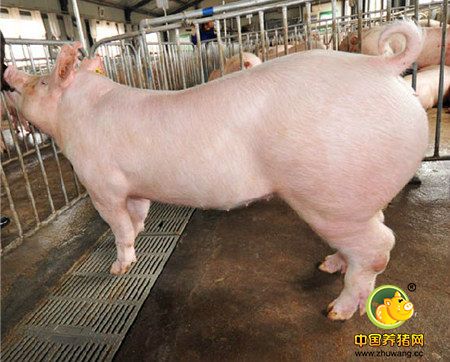 后备母猪培育的6 个关键控制参数