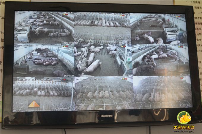 时事监控猪舍状况
