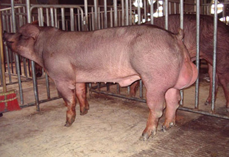 2016年8月25日全国各地区种猪市场最新价格行情