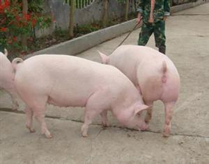 2016年8月26日全国各地区种猪市场最新价格行情