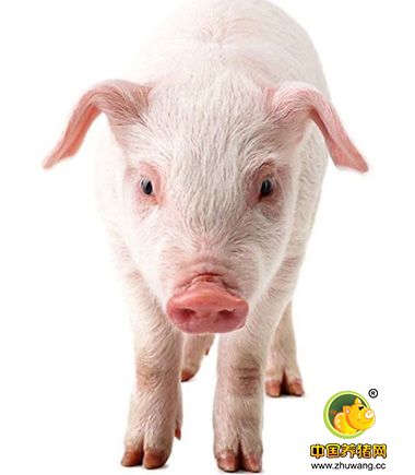 从患病猪身上发现的新病毒被正式命名为D型流感