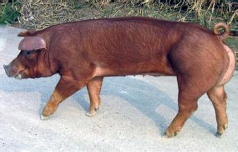 2016年9月12日全国各地区种猪市场最新价格行情