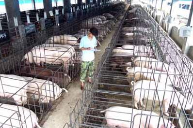 四川内江种电子游艺网站
外系猪拍卖会成交364万元