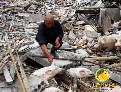 拆掉电子游艺网站
再让养猪户自生自灭？为何我们的痛总是不被提及！