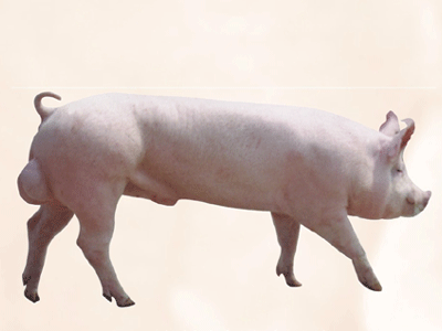 2016年10月13日全国各地区种猪市场最新价格行情