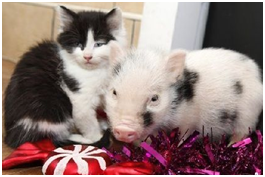 主人家还有一只长得很可爱的猫猫，我很喜欢跟她玩，可是她总是不爱搭理我。