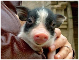 主人是个造型师，总是给我变幻各种各样的造型，最喜欢给我染发了。