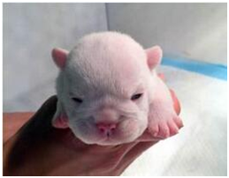 10月的一个早晨，我出生在一个大家庭里，他们说我是这个家里长得最好看的