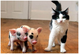 我还有一个二货兄弟，每次我去找猫猫玩的时候他都要凑上来，真烦人!