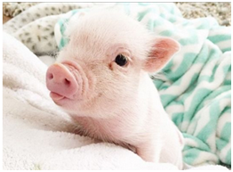 主人回来之后看见相机里的我，发现我上镜，说我可以做一个小猪模特，我本不太愿意的，但是主人说可以赚钱给猫猫买小鱼干。