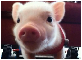 今天我在家里发现了主人留在家里的相机，不知道怎么按了一下，嘿嘿，里面的人好像我。